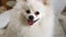 The small white Pomeranian spitz turns and raises its head. Close-up.