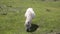 Small white pony eating grass