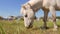 Small white pony horse eating green grass on the field. HD slowmotion.