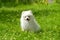 Small white puppy sitting on grass outside