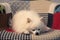 Small white purebred pomeranian dog sleeping on a chair.