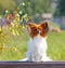 A small white-red dog on an autumnal background. Papillon is sitting on a wooden bench.