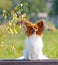 A small white-red dog on an autumnal background. Papillon is sitting on a wooden bench.