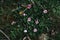 Small white-red flowers on the grass