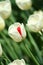 Small white red tulip in the park