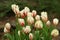 Small white red tulips in the park