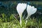 Small white saffron flowers in green grass