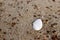 Small white sea shell half lying on sand macro