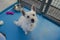 A small white shelter dog looks up in his kennel