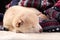 A small white Shiba inu puppy sleeps on a colored knitted sweater