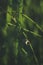 Small white snail on long grass leaf