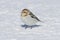 A small white Snow Bunting standing on the snow in winter.