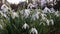 Small white snowdrop flowers