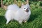 A small white spitz dog. Man\\\'s best friend, friendly dog running on the ground