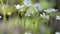 Small white spring flowers. Macro with selective soft focus