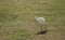 A small white stork walks on a glade on a sunny day