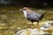 Small white-throated dipper standing in flowing water.