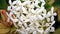 Small white tropical caribbean flowers