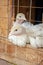 Small white turkey chickens