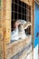 Small white turkey chickens behind a metal grate