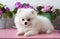 A small white two-month-old sad Pomeranian puppy lies with its head up on a white background next to violets