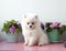 A small white two months old Pomeranian puppy sits on a white background next to violets