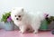A small white two months old Pomeranian puppy stands sideways to the camera on a white background next to violets