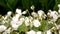 Small white violets on background of green leaves, from unfocus to sharpness