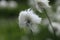 Small white wad on simple green stem. Eriophorum vaginatum in green vegetation. Tussock cottongrass, or sheathed cottonsedge looks