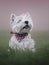 Small white West Highland Terrier with a pink collar