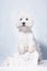 A small white West Highland White Terrier dog stands on its hind legs, leaning on a gypsum half-cap