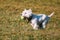 Small White West Highland White Terrier - Westie