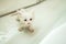 A small white wet kitten sits in the bathroom after bathing in the shower. Cleanliness and hygiene of pets