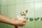 A small white wet kitten sits in the hands of the mistress, after bathing and taking a shower. Cleanliness and hygiene of pets