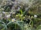 Small white wild daisy