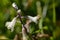 Small white wildflower Roman Squill, Bellevalia flexuosa, Asparagaceae