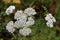 Small White Wildflowers Grow in a Meadow