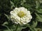 Small white zinnia flower