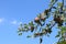 small wild apples on the tree