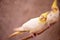 Small wild bird cockatiel with yellow feathers on the head, macro photography with blur