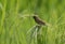 A small wild bird on the the paddy tree for collecting foods .