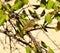 Small wild bird phylloscopus canariensis on plum tree