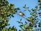 small wild bird is sitting on a cherry branch