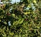 small wild bird is sitting on a cherry branch