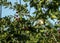 small wild bird is sitting on a cherry branch