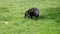 Small Wild Boar Grazing Grass On A Green Meadow