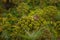 Small wild chipmunk sitting on the angelica plant