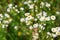 Small Wild Daisy Flowers in the Field