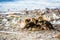 Small wild ducklings lying on the bank of the river Moldau