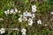 Small wild flowers. Flowering Saxifraga granulata plant.